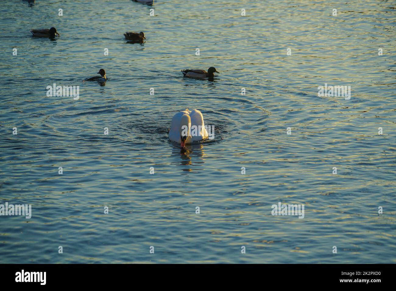 Stockholm Lira See Swan County Stockfoto