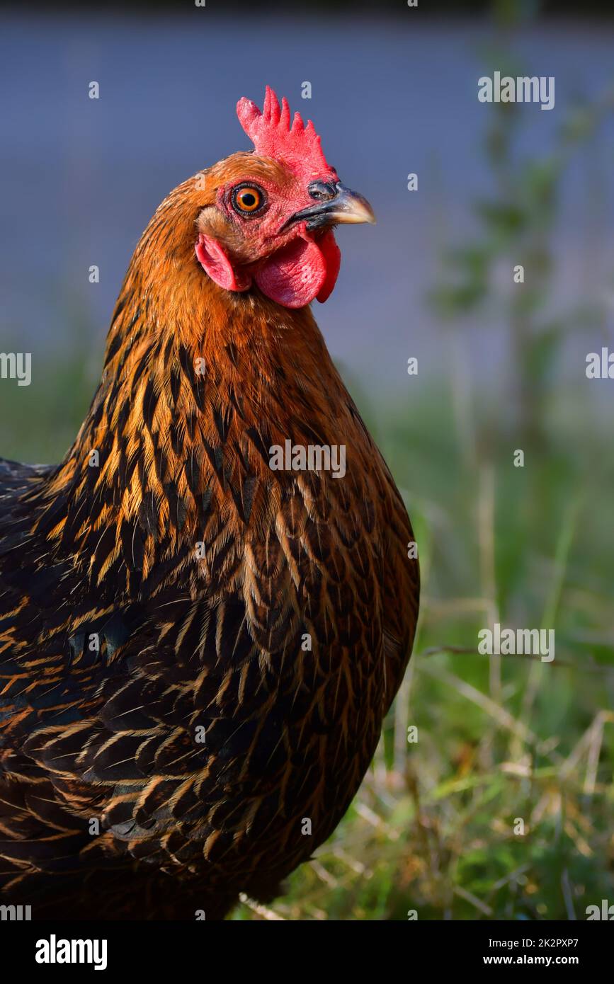 Porträt einer freilaufenden schwarzen und braunen Henne Stockfoto