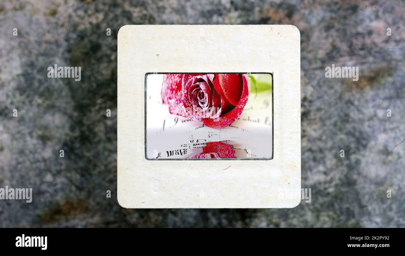 Rote Rosen spiegeln sich im Wasser auf einem Vintage-Diafilm Stockfoto