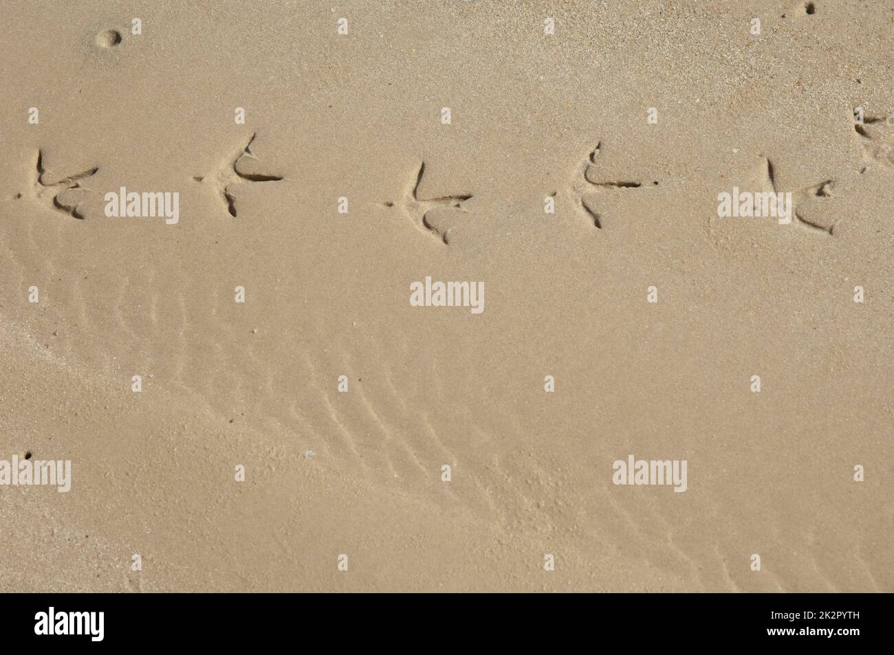 Reiherenspuren am Sand des Senegal. Stockfoto