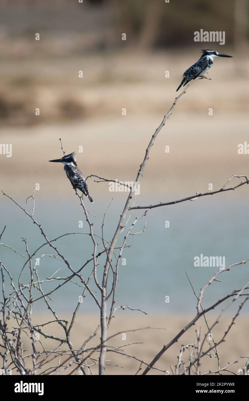 Rattenkönigsfischer Ceryle rudis auf einem Strauch. Stockfoto