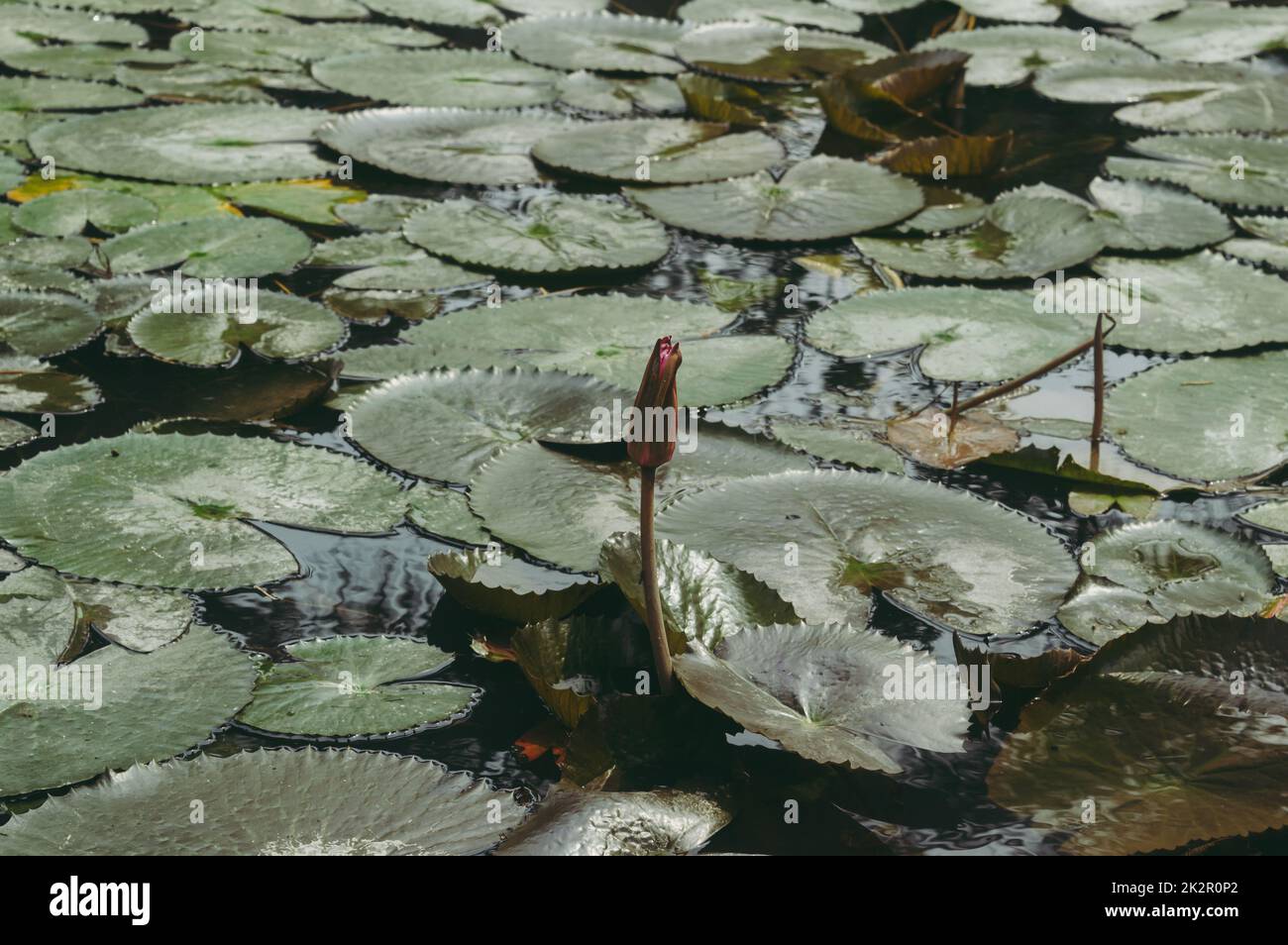 Lotus Bud auf Green Leaf isoliert. Rosa Lotusknospe in grünen Lotus verlassen auf Teich Wasser Hintergrund. Stockfoto