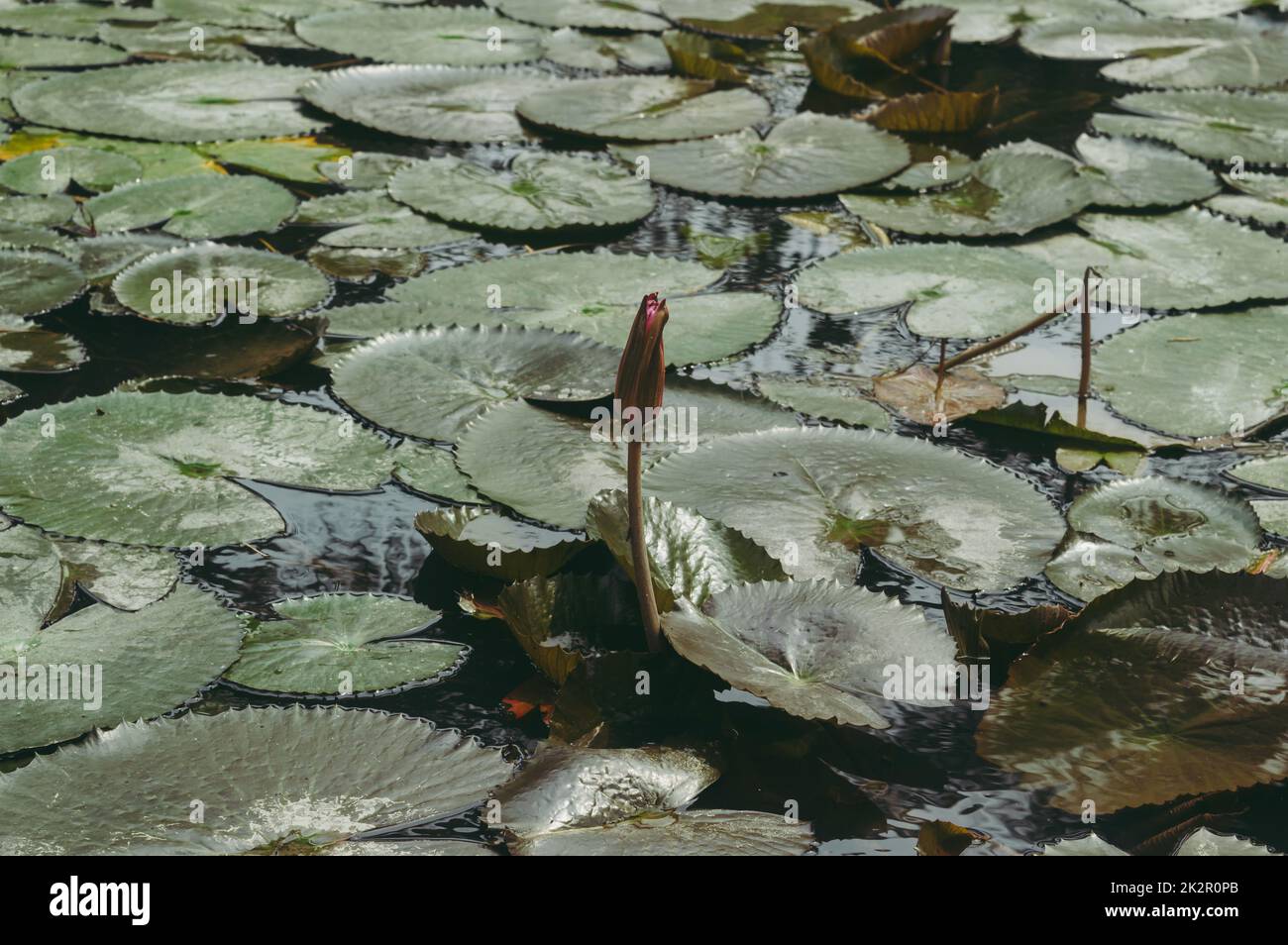 Lotus Bud auf Green Leaf isoliert. Rosa Lotusknospe in grünen Lotus verlassen auf Teich Wasser Hintergrund. Stockfoto