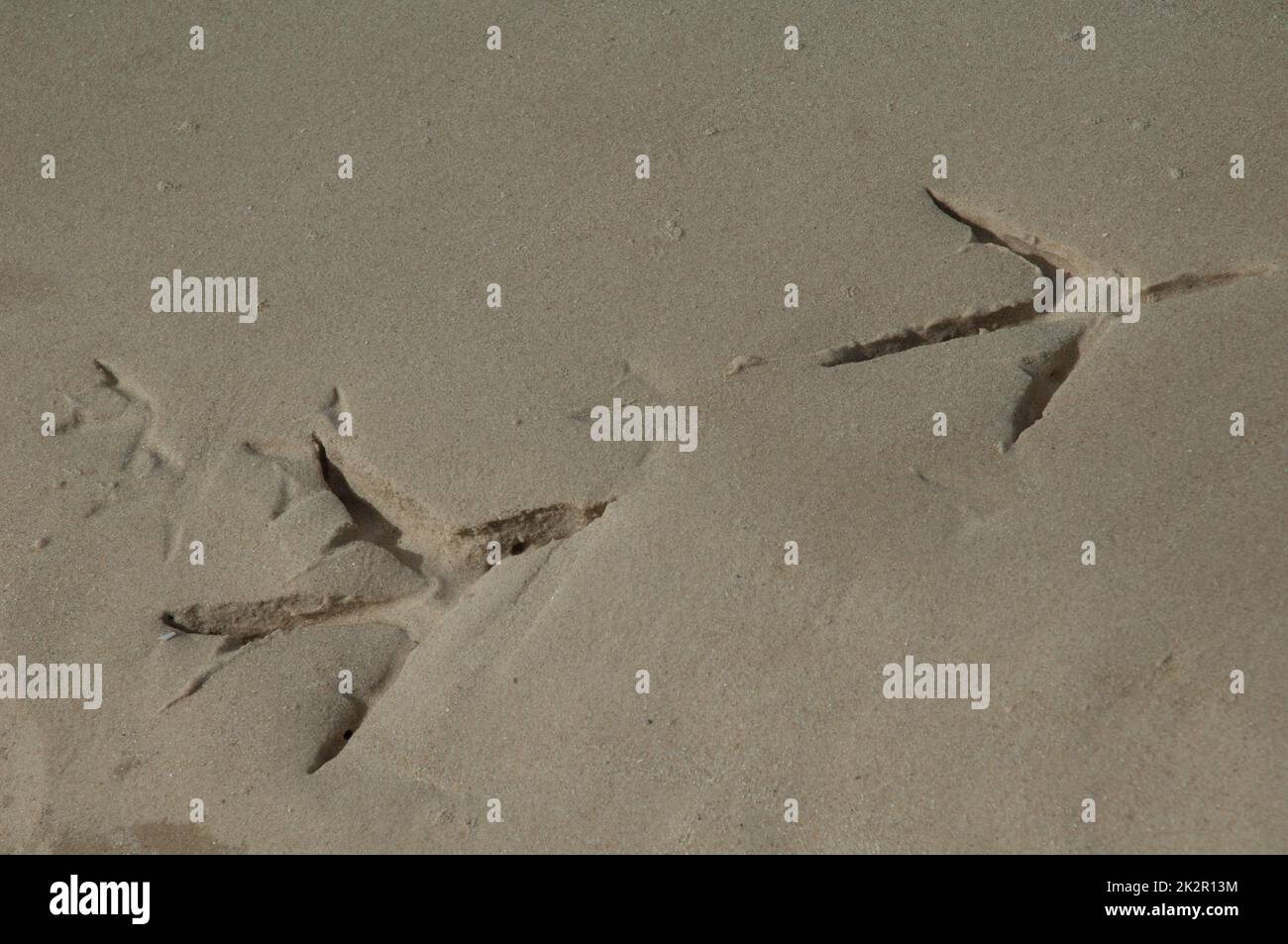 Reiherenspuren am Sand des Senegal. Stockfoto