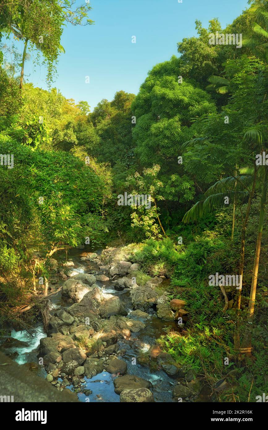 Kleine Wasserfälle und Flüsse im Dschungel. Bäume, Flüsse und kleine Wasserfälle des Regenwaldes - Hawaii, USA. Stockfoto