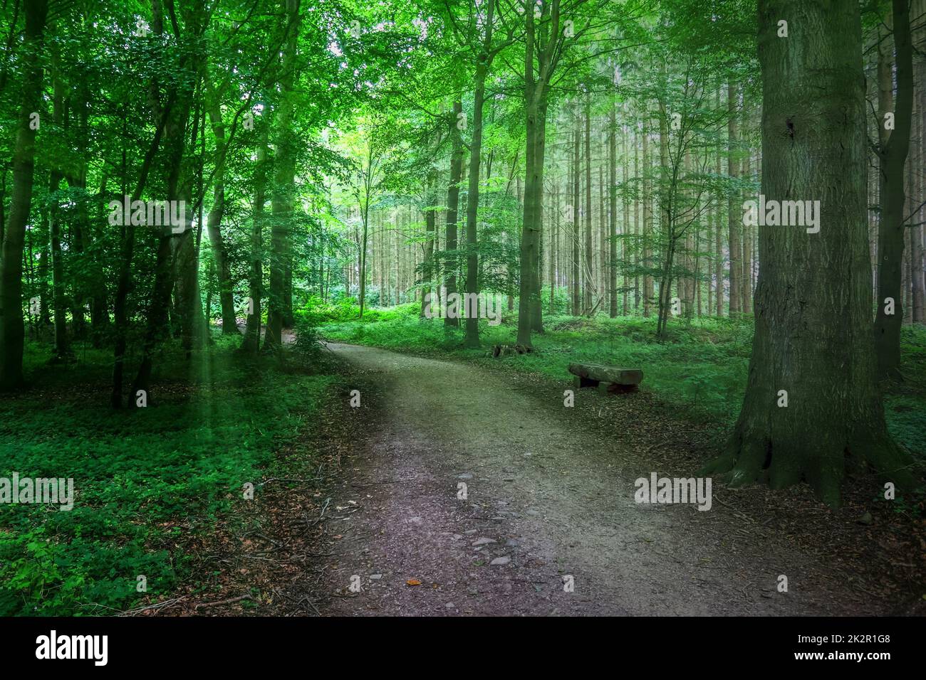 Geheimnisvoller Blick in einen magischen und gruseligen Wald mit Lichtstrahlen. Stockfoto