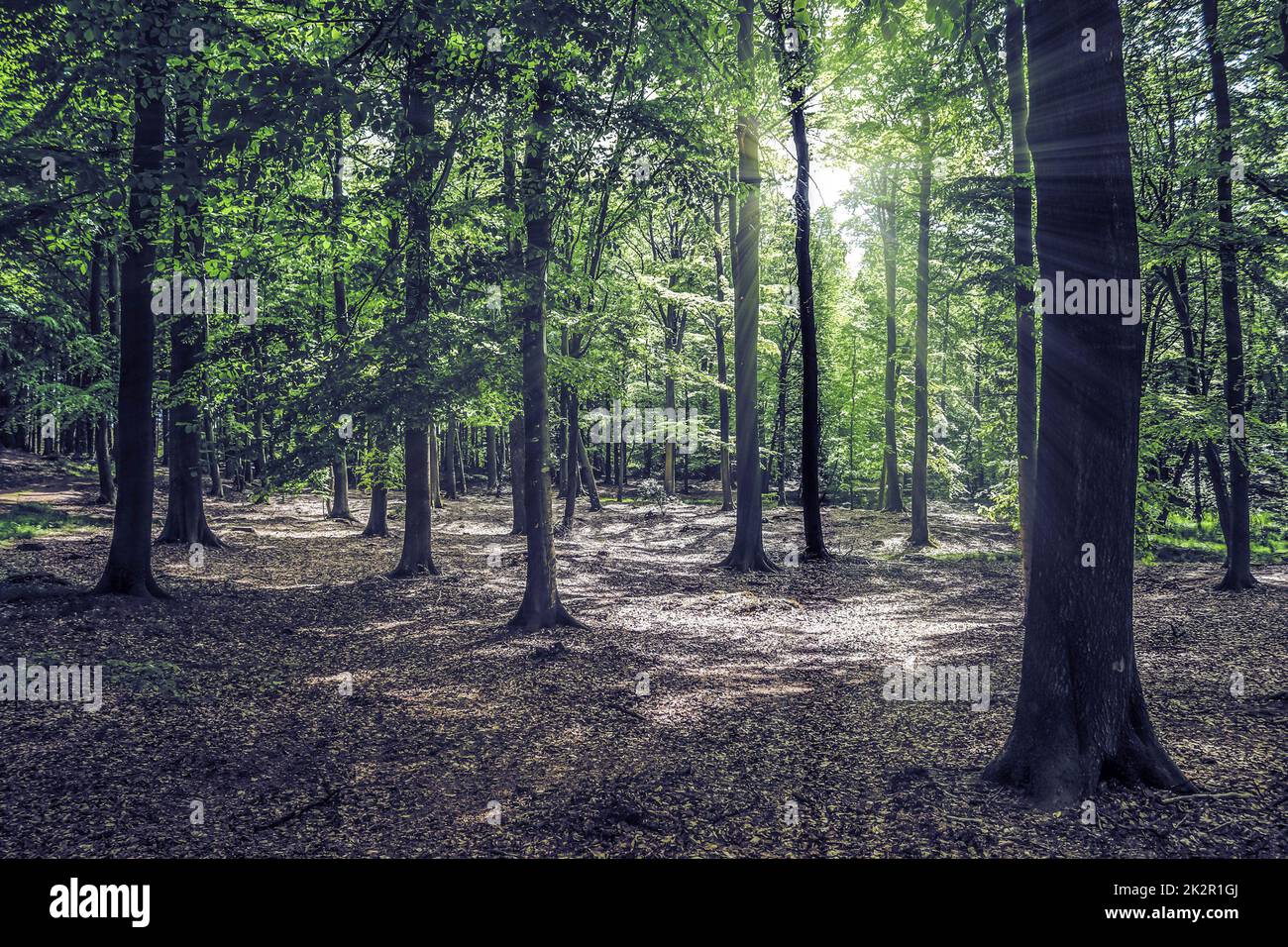 Geheimnisvoller märchenhafter Blick in einen magischen dunkelblauen Wald mit starken Lichtstrahlen Stockfoto