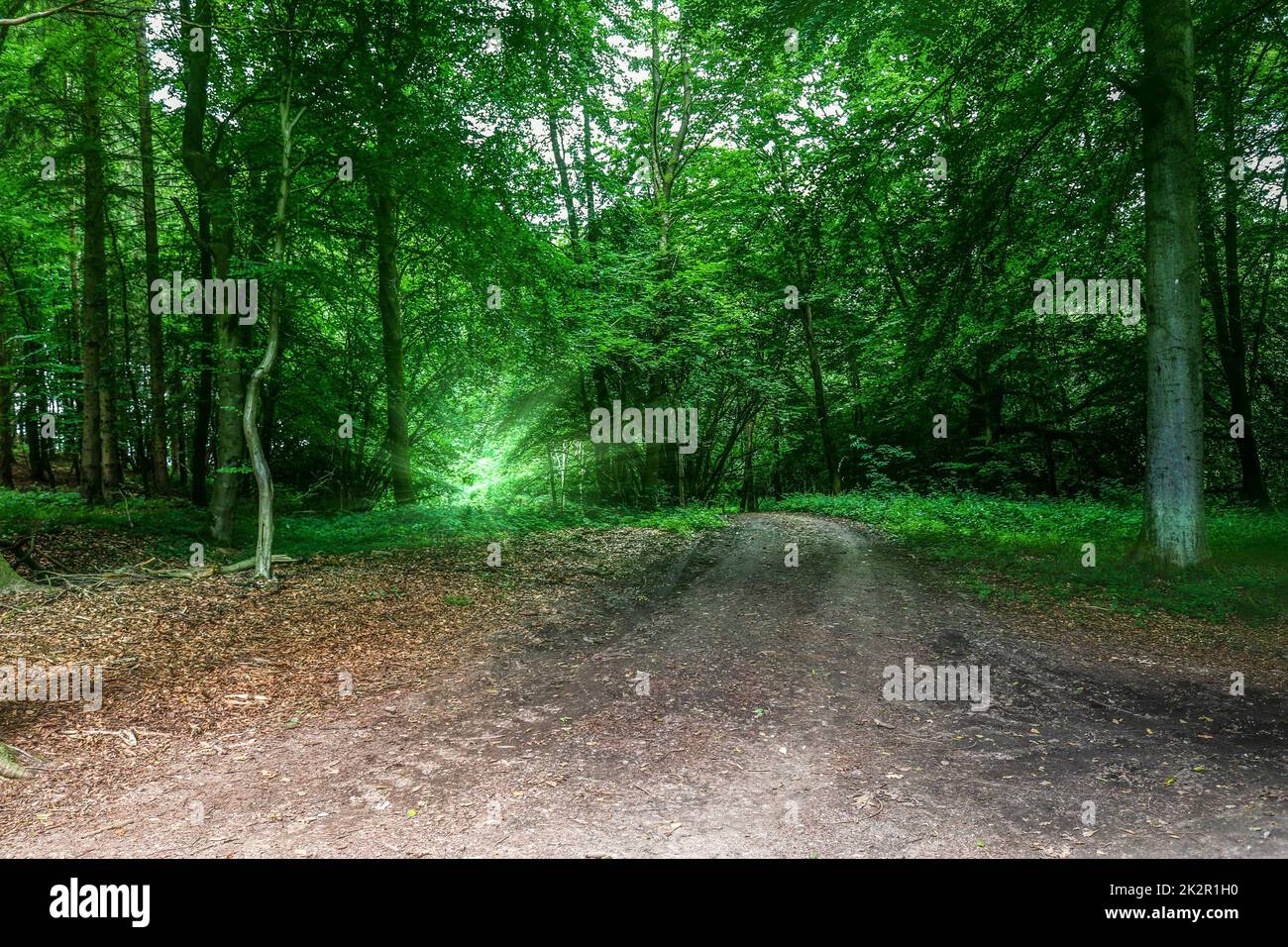 Geheimnisvoller märchenhafter Blick in einen magischen dunkelblauen Wald mit starken Lichtstrahlen Stockfoto