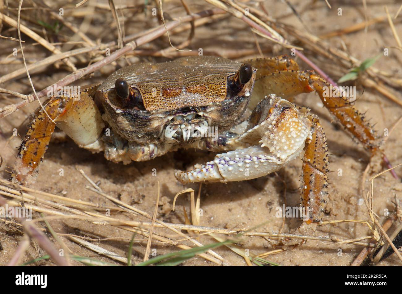 Krabbe ohne Kralle am Sand. Stockfoto