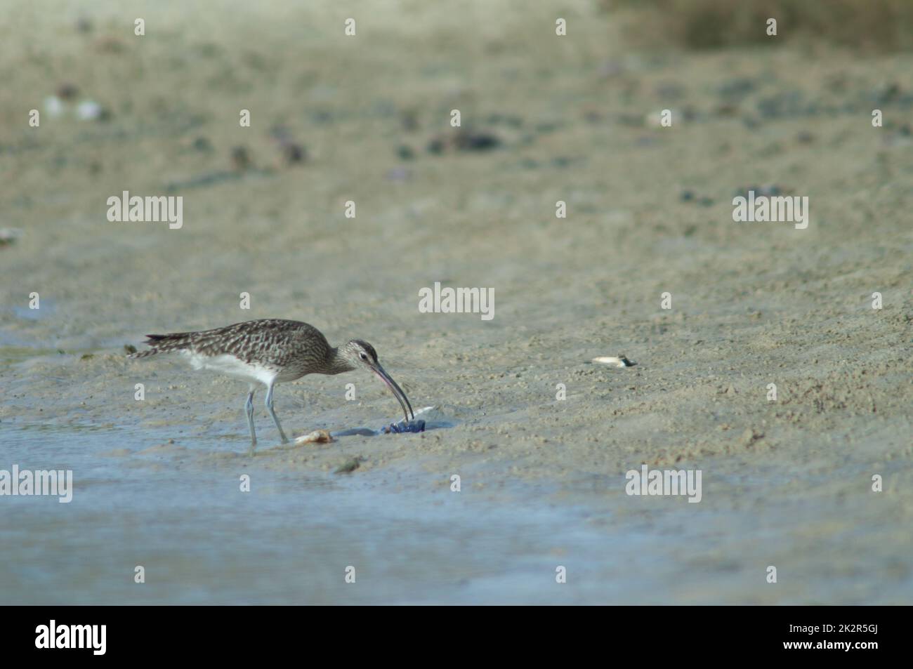 Whimbrel Numenius phaeopus isst eine Geiger-Krabbe Afruca tangeri. Stockfoto