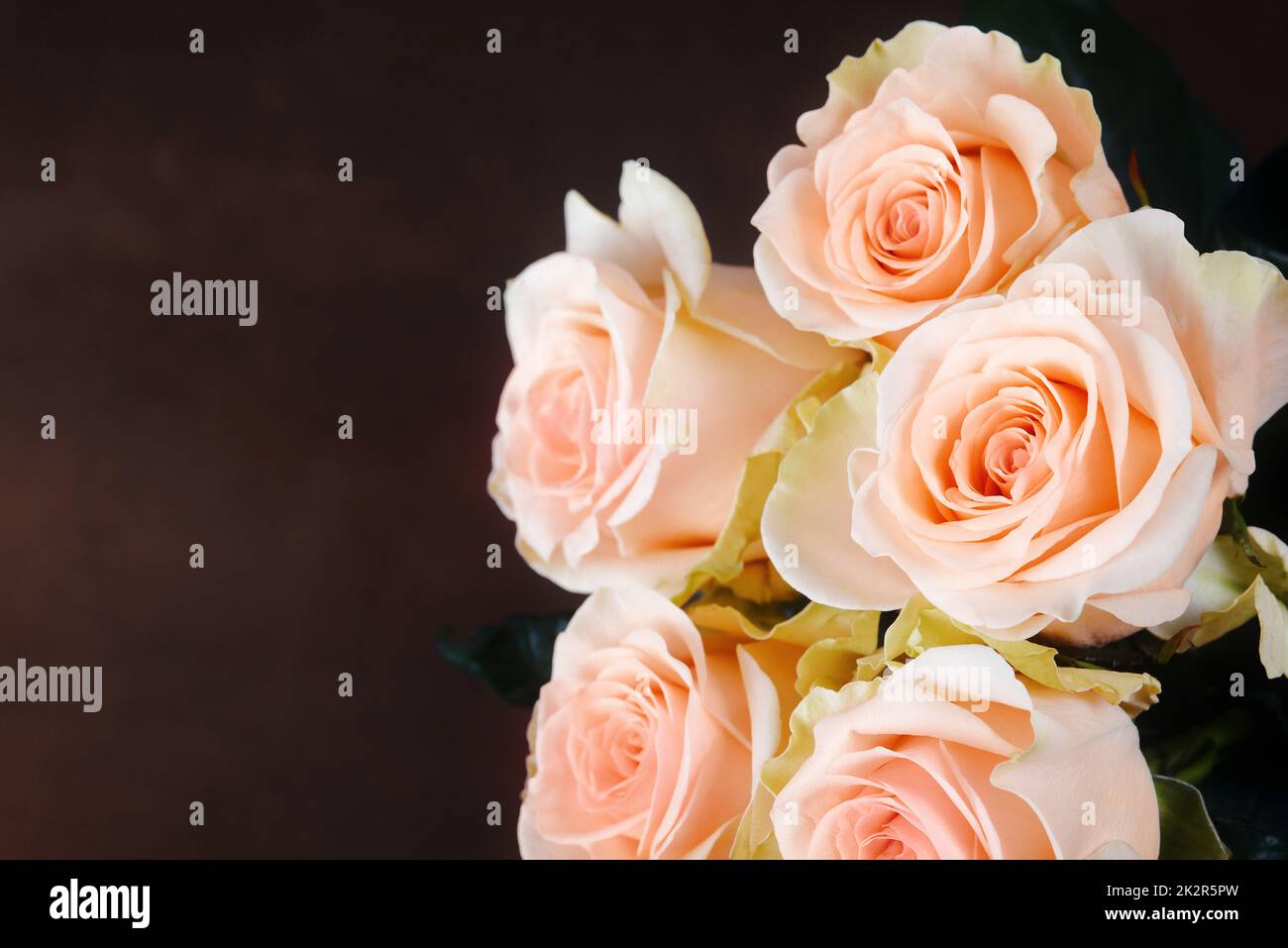 Ein Strauß aus Rosen ist schön, frisch, hell auf dunkelbraunem Hintergrund. Stockfoto