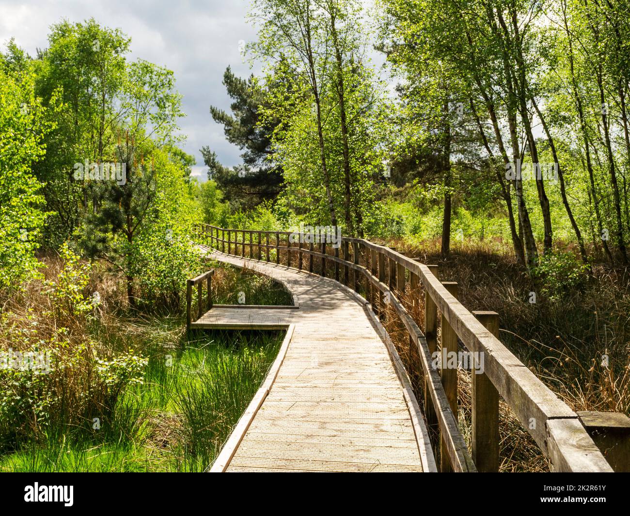 Boardwalk durch Wälder bei Skipwith Common, North Yorkshire, England Stockfoto