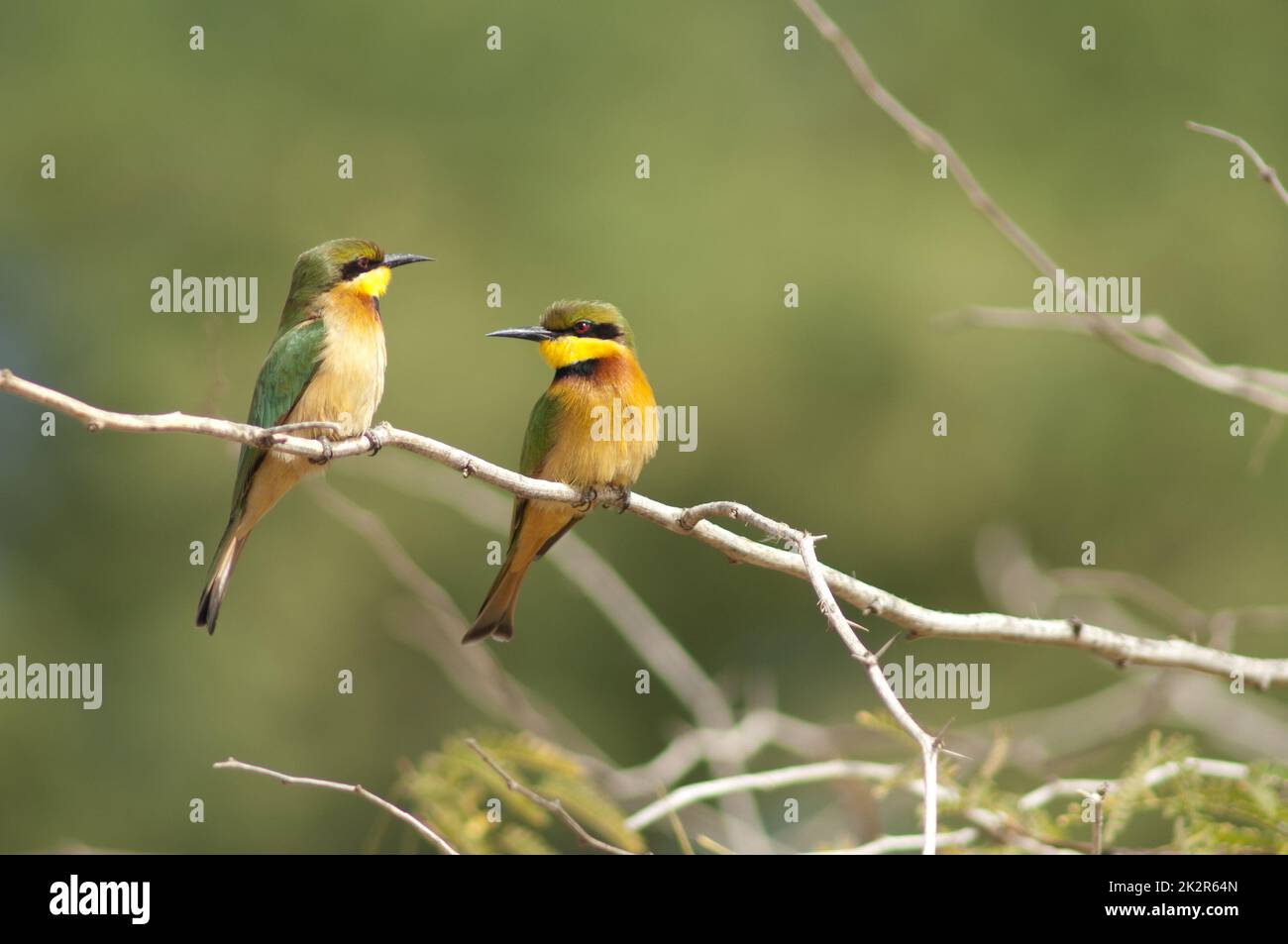 Kleine Bienenfresser Merops Pusillus auf einem Ast. Stockfoto