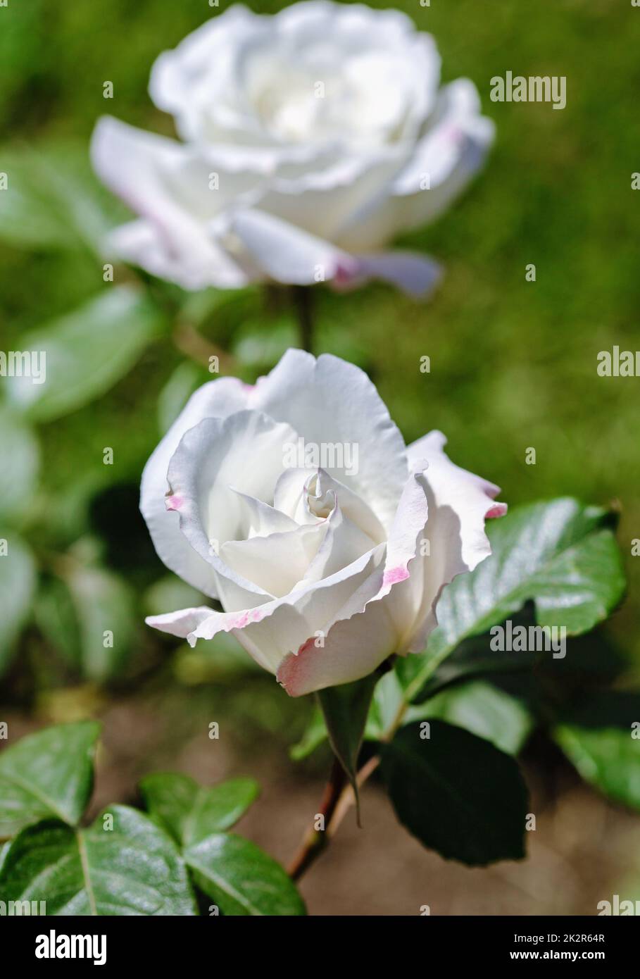 Wunderschöne weiße Rose auf einem Busch im Garten. Stockfoto