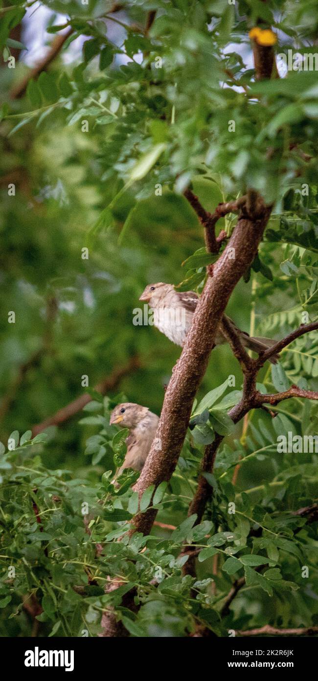 Eine Nahaufnahme von einem Paar Spatzen, hoch oben auf einem Ast Stockfoto