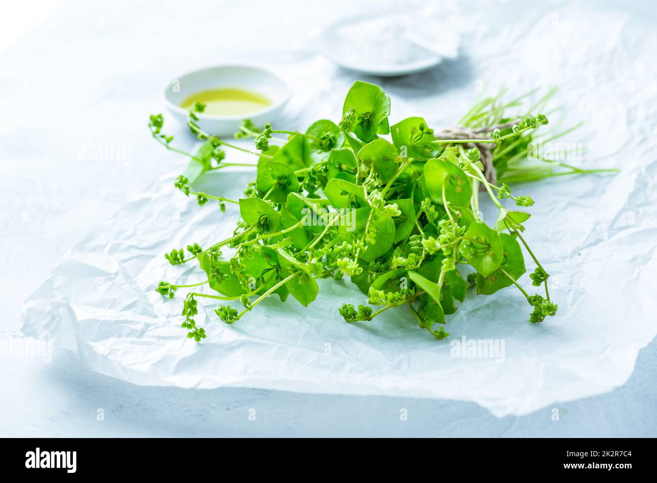 Winterportulak, indischer Salat, gesundes grünes Gemüse für rohe Salate und Kochen Stockfoto