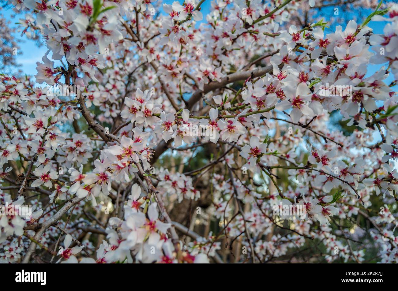 Blühende Mandelbäume im Frühling in Madrid, Spanien Stockfoto