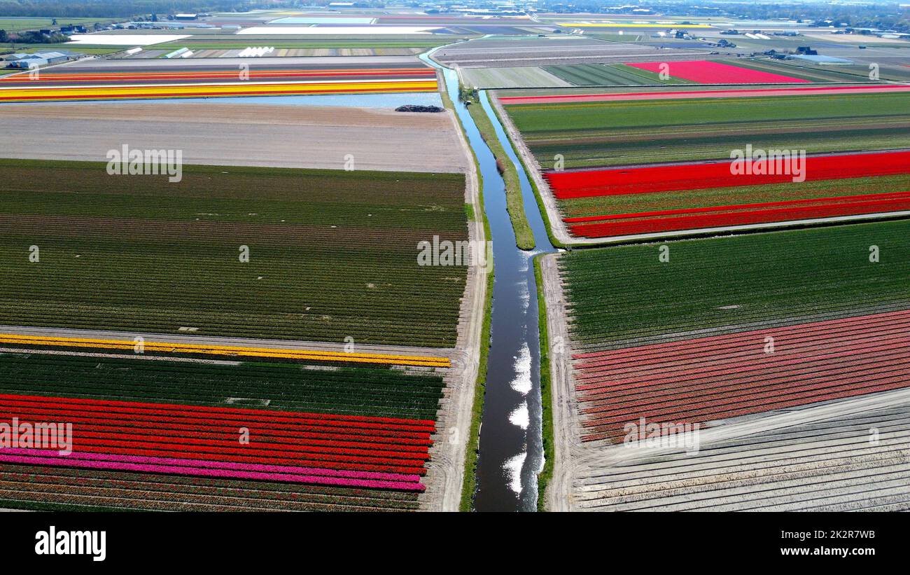 Ein Luftschuss über einem Tulpenblumenfeld mit bunten Blumen in Reihen Stockfoto