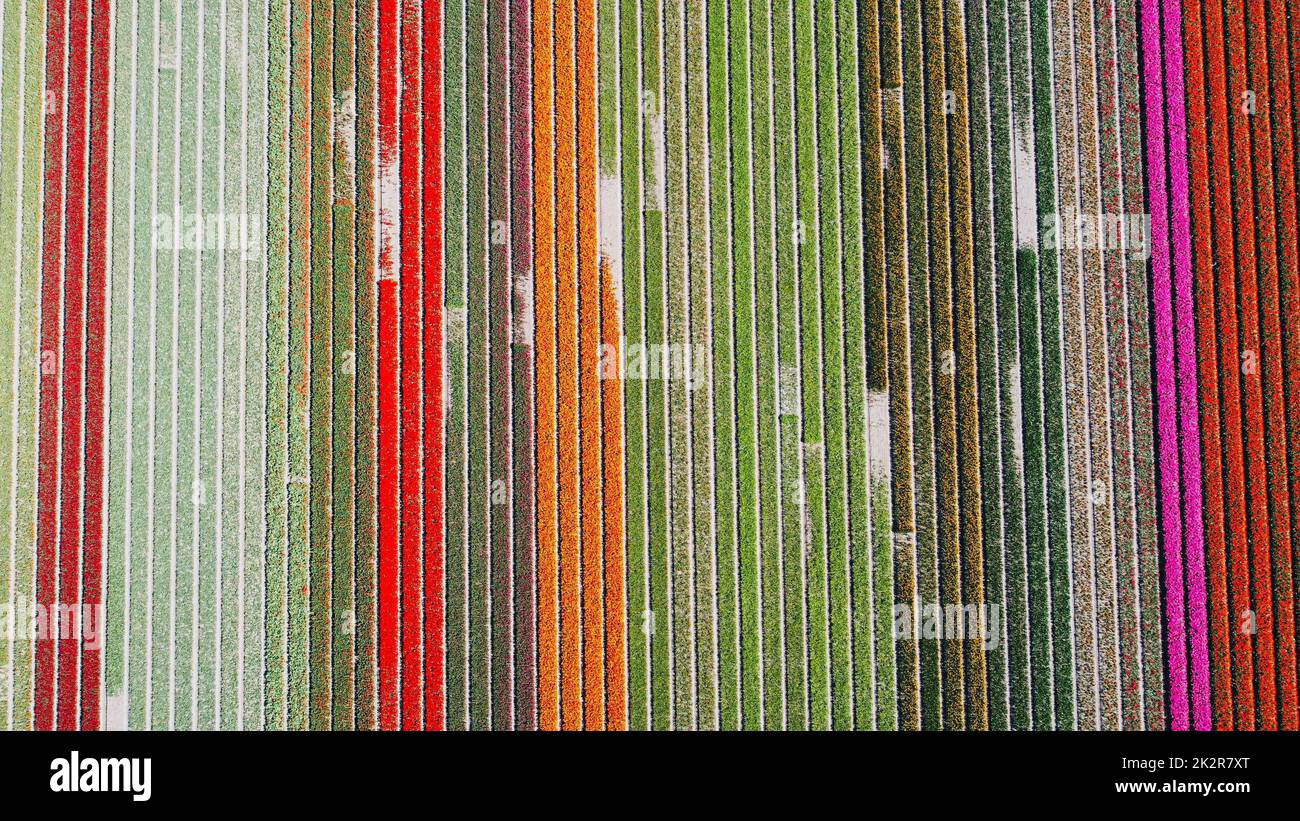Ein Luftschuss über einem Tulpenblumenfeld mit bunten Blumen in Reihen Stockfoto