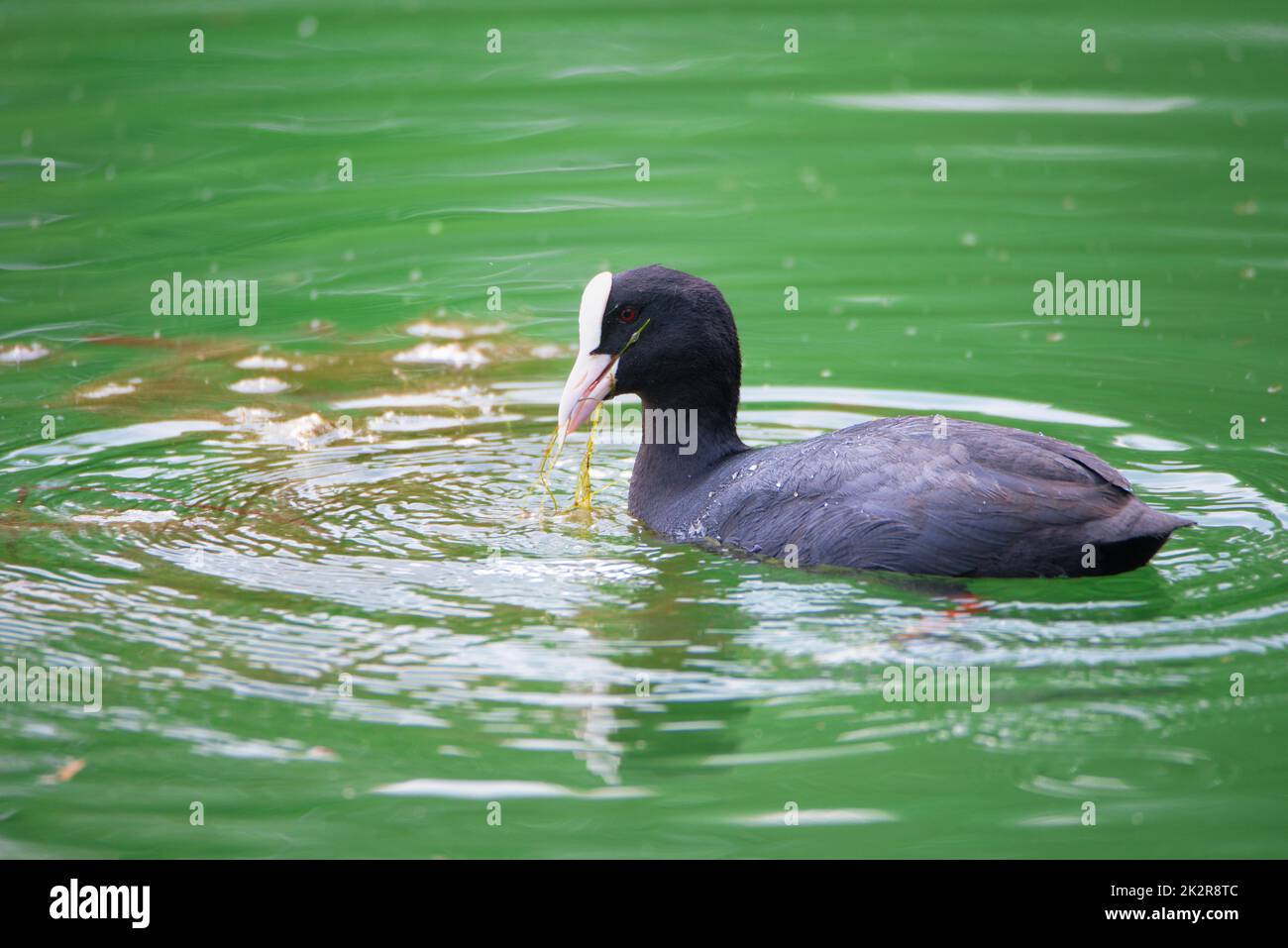 Gewöhnlicher Schwarzer Ruß, der in einem Teich schwimmend ist, Gattung Fulica, Wasservögel in Europa, Vogelbeobachtung in der Natur Stockfoto