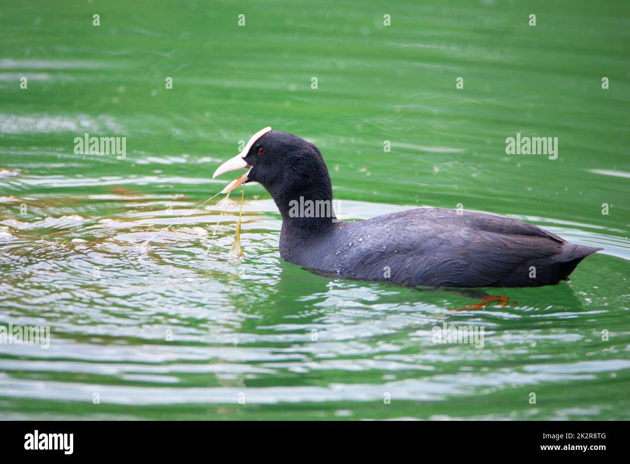 Gewöhnlicher Schwarzer Ruß, der in einem Teich schwimmend ist, Gattung Fulica, Wasservögel in Europa, Vogelbeobachtung in der Natur Stockfoto