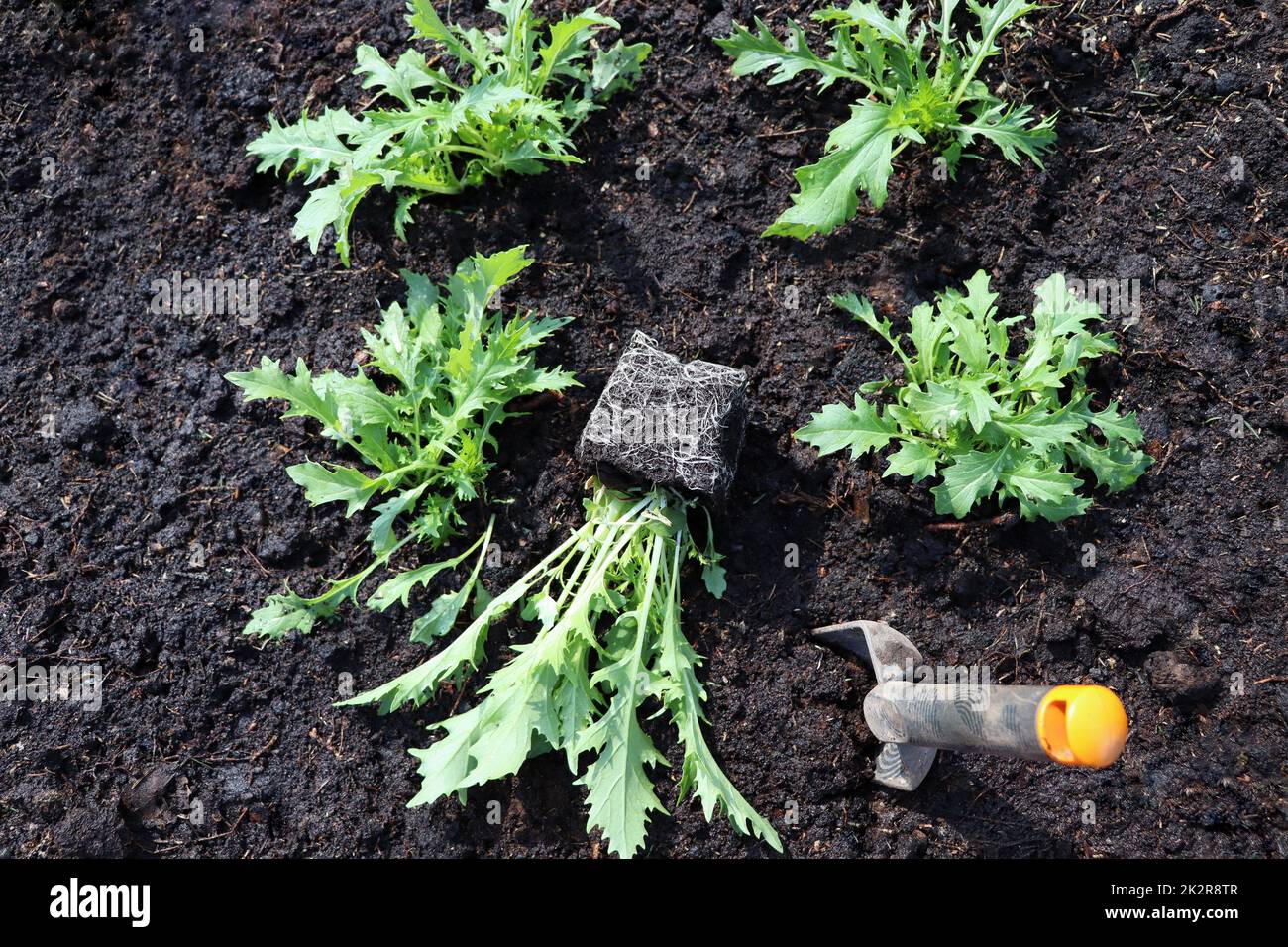 Frische Sämlinge von japanischem Senfkraut mizuna in einem Küchengarten. Nützliche Gewürzkräuter für vegane und vegetarische Ernährung mit Vitaminen. Landwirtschaft und Gartenbau Stockfoto