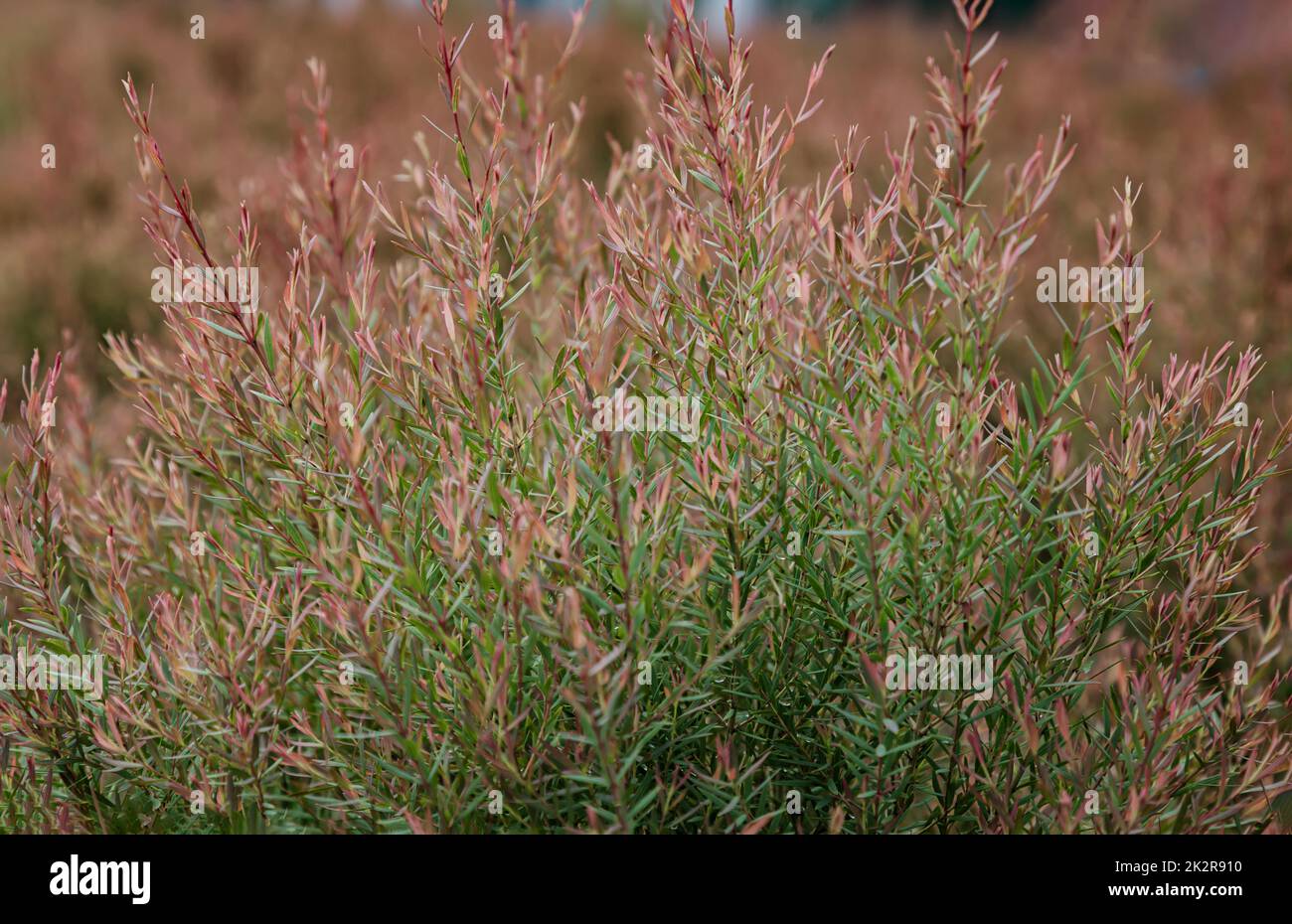 Chamaecyparis lawoniana Fotos und Bildmaterial in hoher Auflösung Alamy