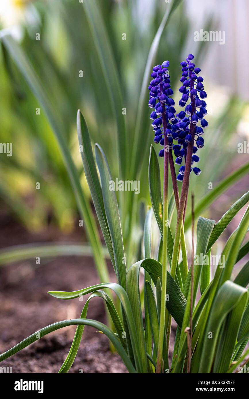 Traubenhyazinthen (Muscari armeniacum) blühen im Frühling, schließen mit selektivem Fokus. Muscari-Neglectum, bekannt als Traubenhyazinth. Frühlingsblumen-Hintergrund. Stockfoto