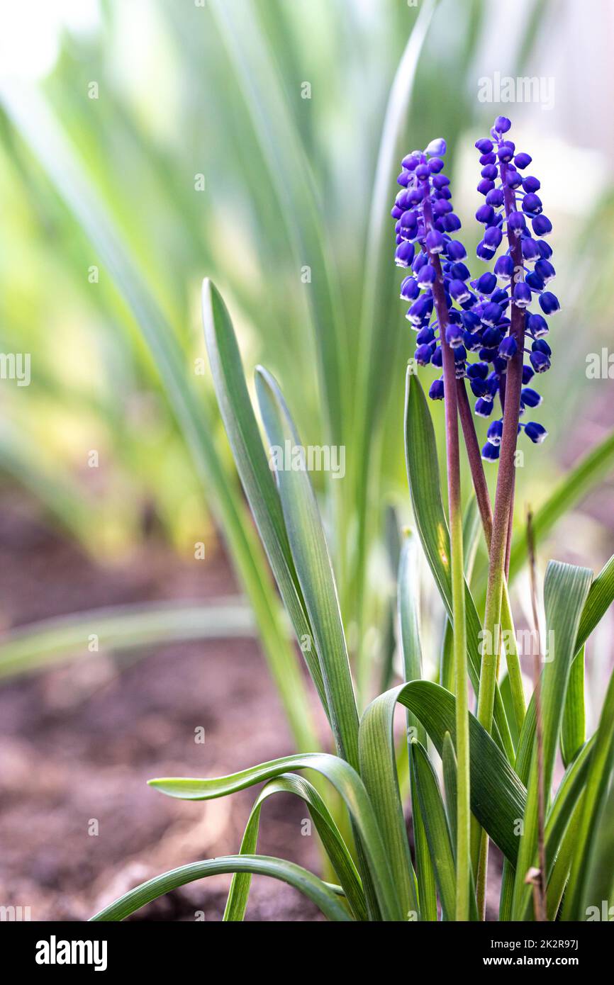 Traubenhyazinthen (Muscari armeniacum) blühen im Frühling, schließen mit selektivem Fokus. Muscari-Neglectum, bekannt als Traubenhyazinth. Frühlingsblumen-Hintergrund. Stockfoto