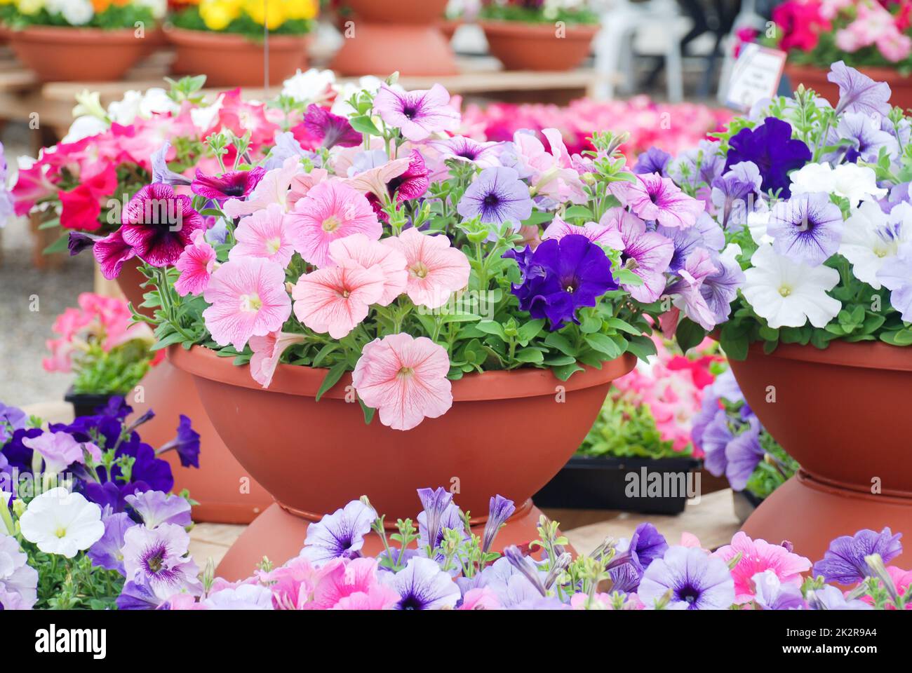 Petunia, Petunias im Tablett, Petunia im Topf Stockfoto