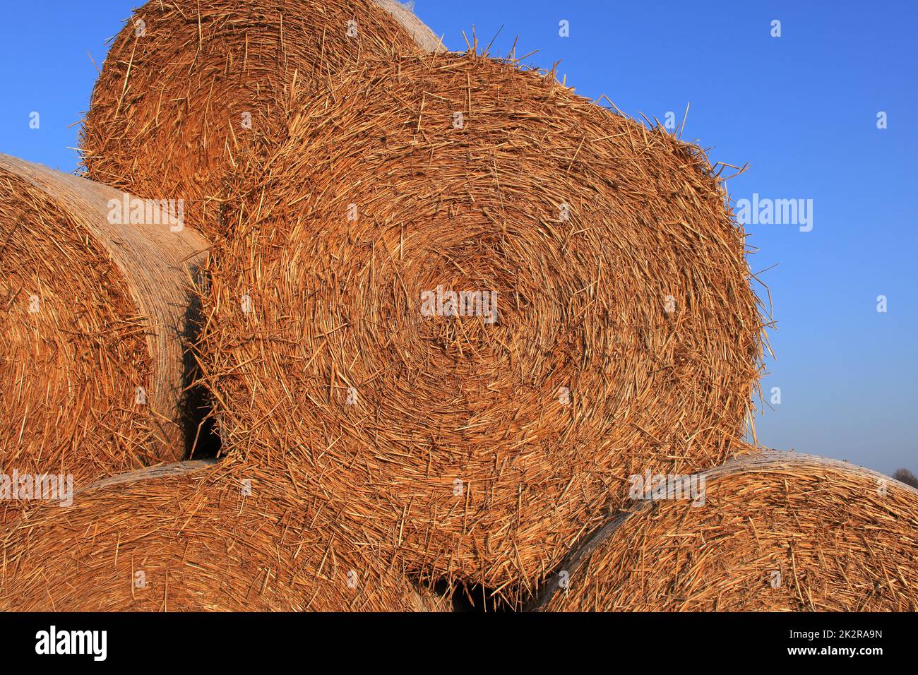 Heuballen auf einem Feld in der Soester BÃ¶rde, Deutschland Stockfoto