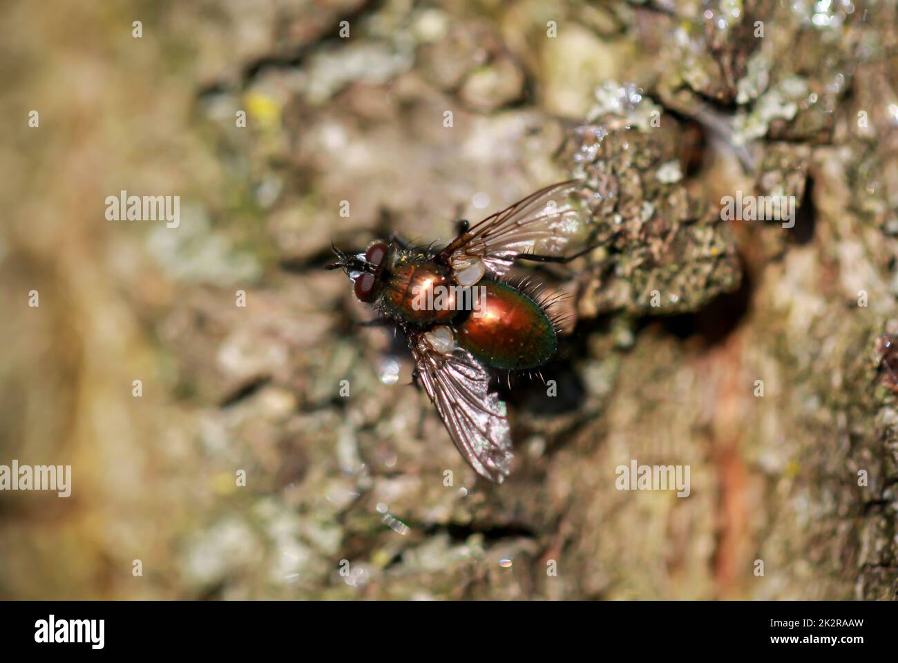 Nahaufnahme einer Fliege, die im Sonnenlicht auf einer Baumrinde sitzt. Stockfoto