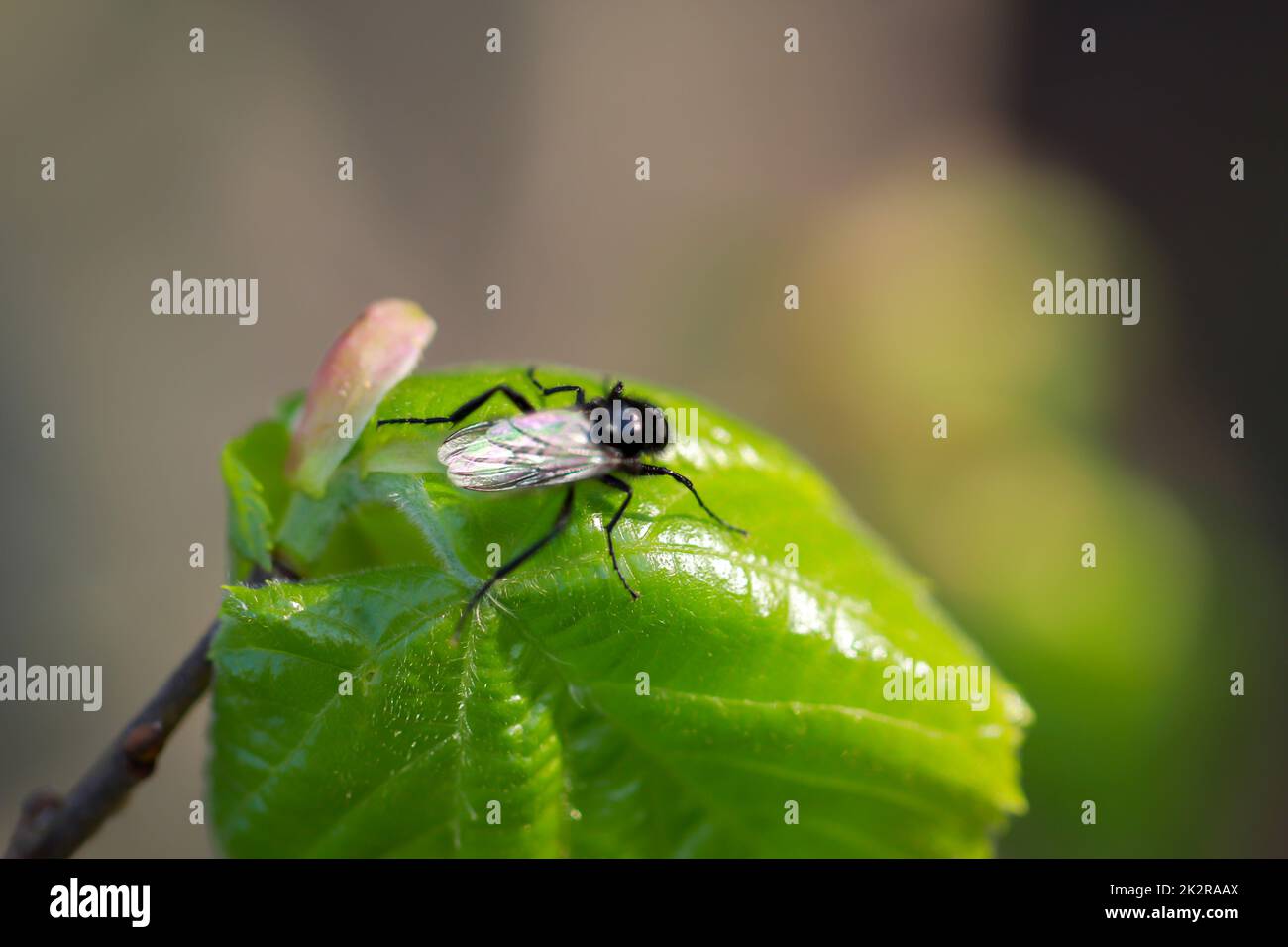 Ein Marschzwerg sitzt auf einem Blatt der Linde. Stockfoto