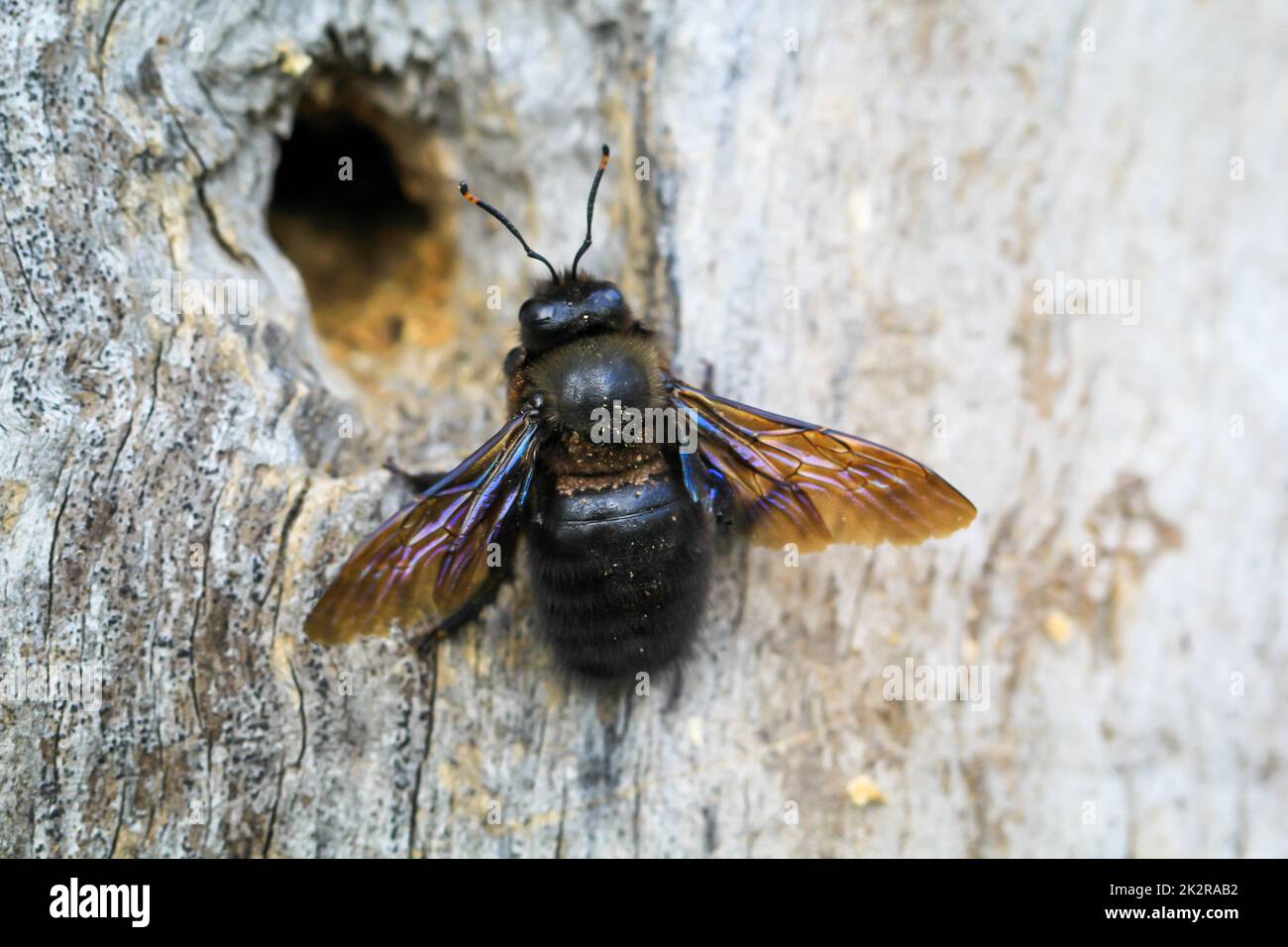 Eine Holzbiene am Eingang zur Höhle auf einem toten Baum. Stockfoto