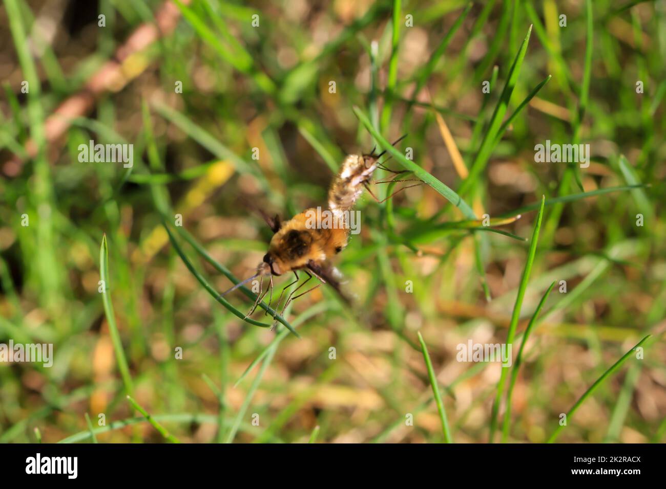 Ein Paar wollige Kolibris, die sich auf einem Grashalm paaren. Stockfoto