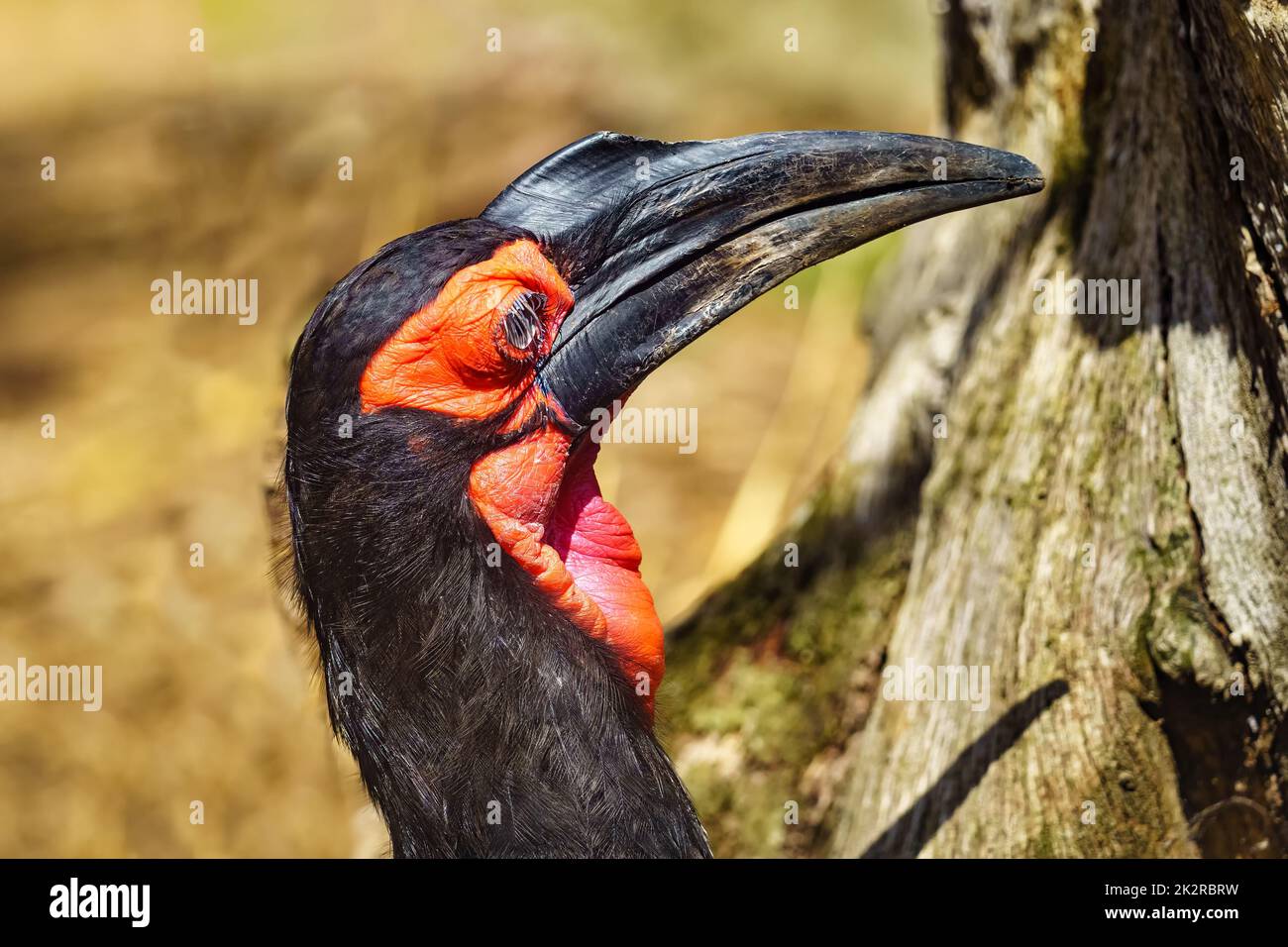 Großer Hornschnabel mit schwarzem Schnabel und rotem Gesicht und Brust, exotischer Vogel Asiens. Stockfoto