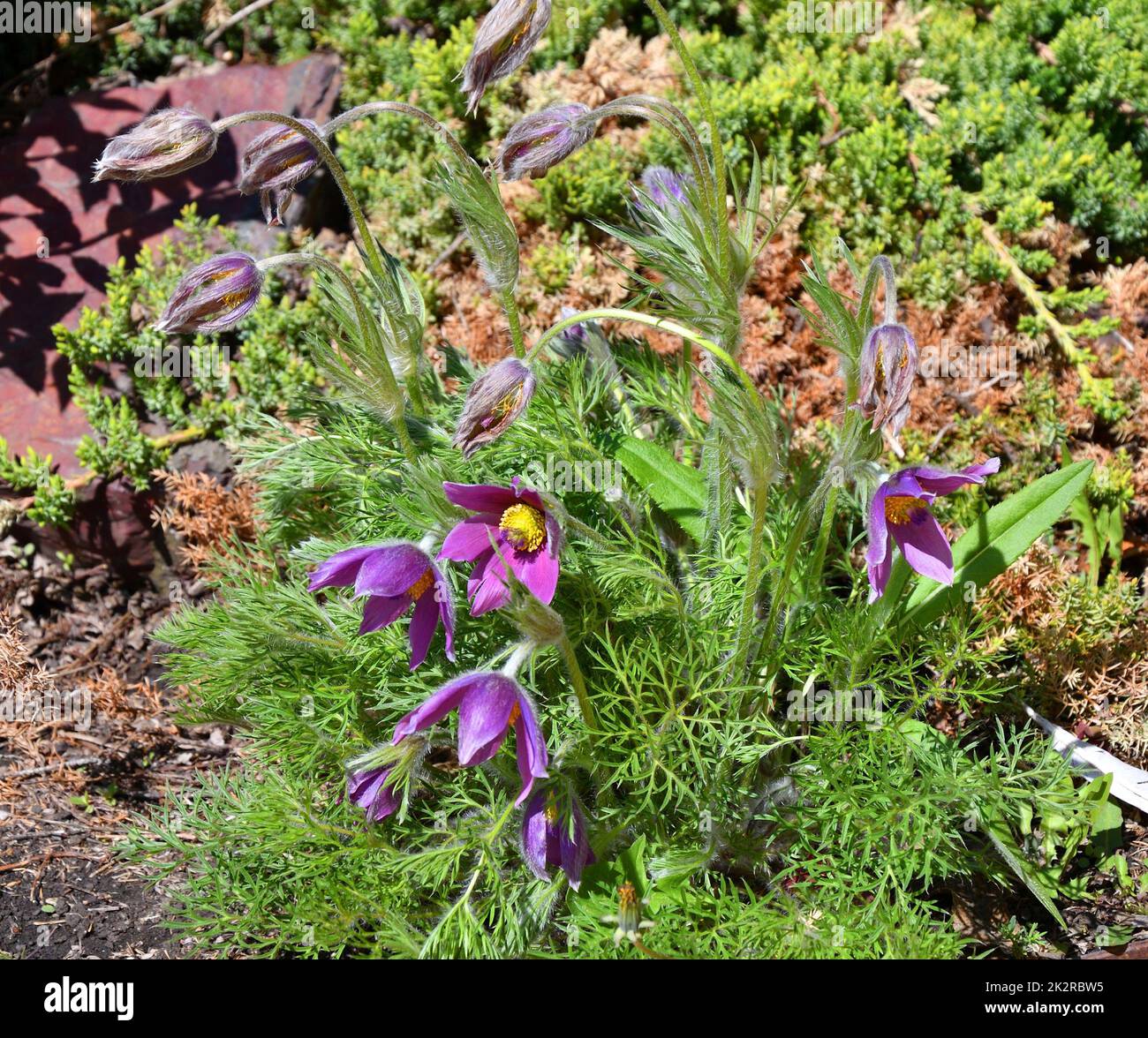 Schlafgras oder Pulsatilla patiniert Stockfoto