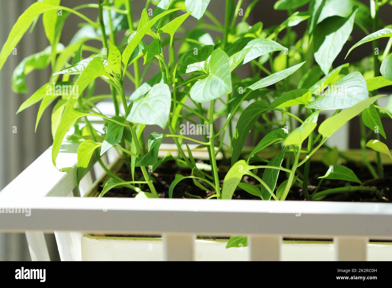 Paprika Pflanzen in Töpfen indoor Stockfoto