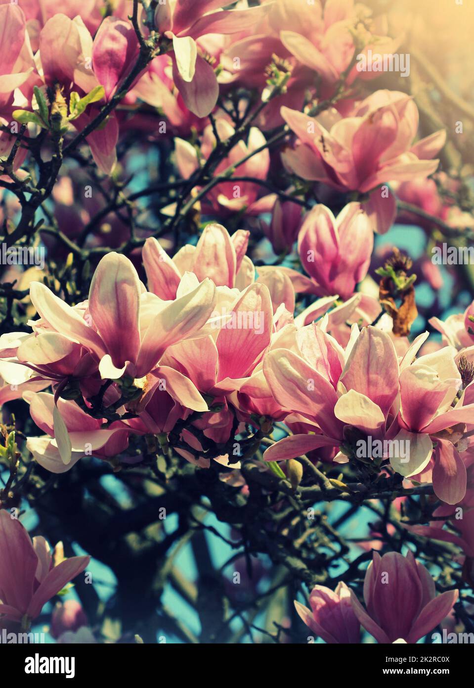 Prächtiger blühender Magnolienbaum mit vielen wunderschönen Blumen Stockfoto