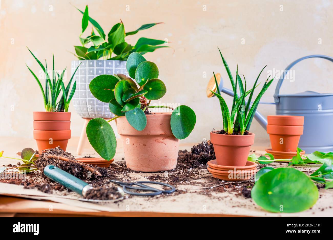 Pflanzenvermehrung und Wiederbepflanzung Hauspflanzenkonzept mit Blumentöpfen, Boden und Gartengeräten Stockfoto