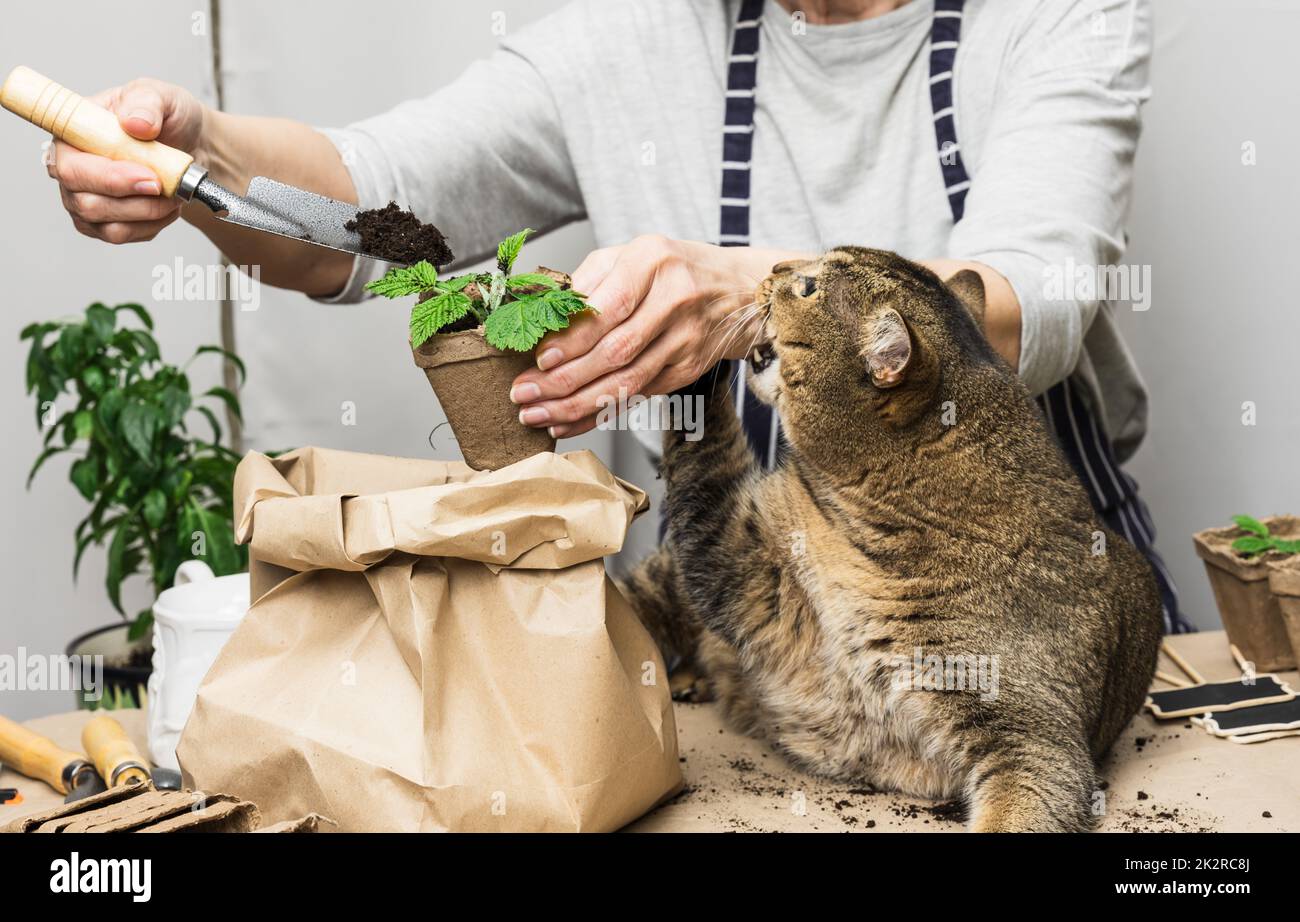 Eine Frau pflanzt zu Hause Pflanzen in einem Papierbecher, eine Erwachsene graue Katze sitzt neben ihr. Gemüse zu Hause anbauen Stockfoto
