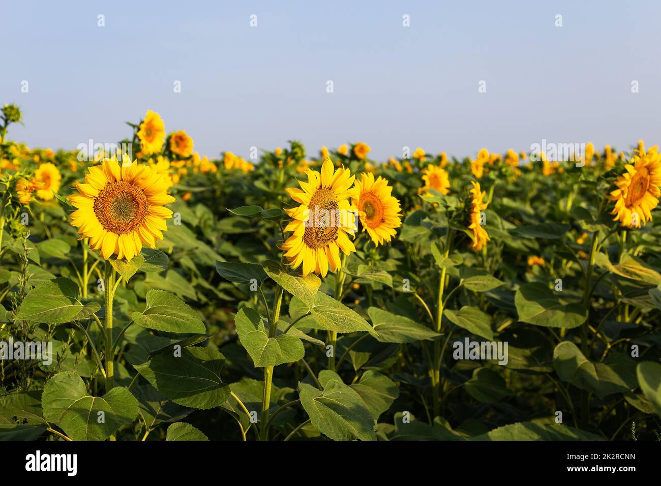 Ein wunderschönes Feld mit blühenden goldenen Sonnenblumen vor einem blauen Himmel. Vorbereitung der Ernte, Gewinnung von Sonnenblumenöl. Stockfoto