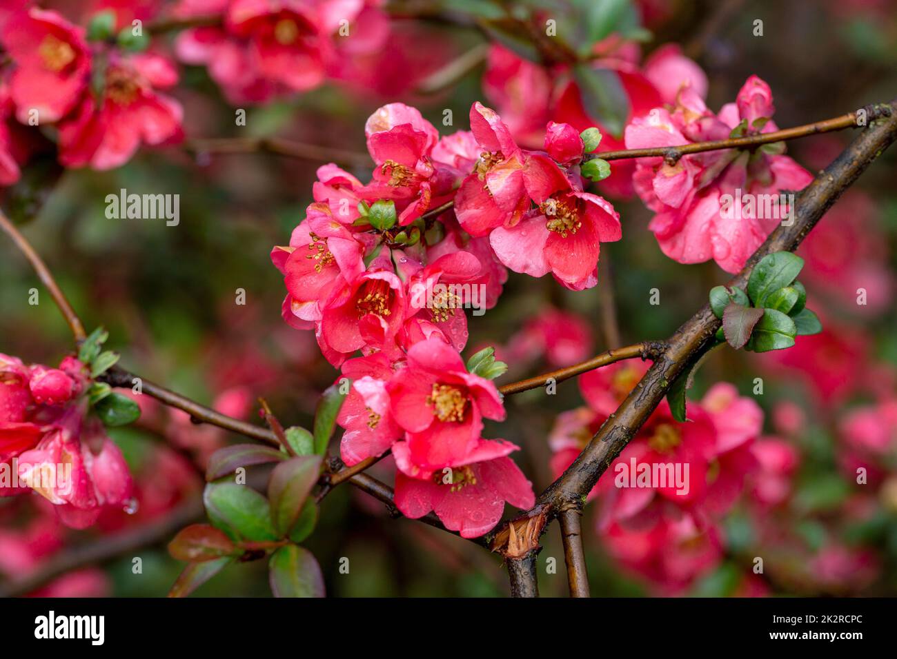 Rote Blüten von blühenden Buschquitten im Garten, Frühling Stockfoto