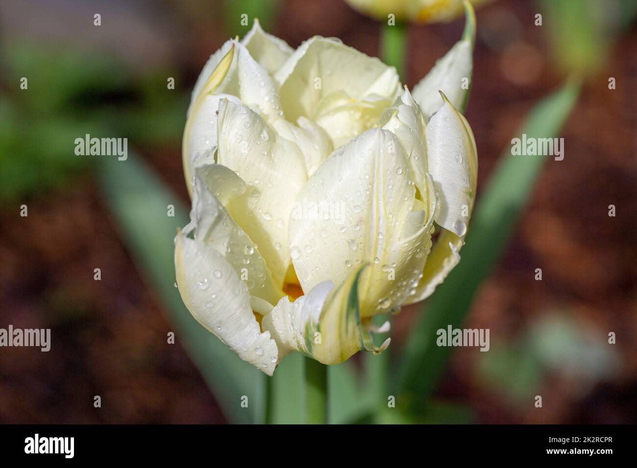 Schöne Blume der Frühling weißen Tulpe mit Tropfen Regen auf Blütenblätter, aus der Nähe Stockfoto