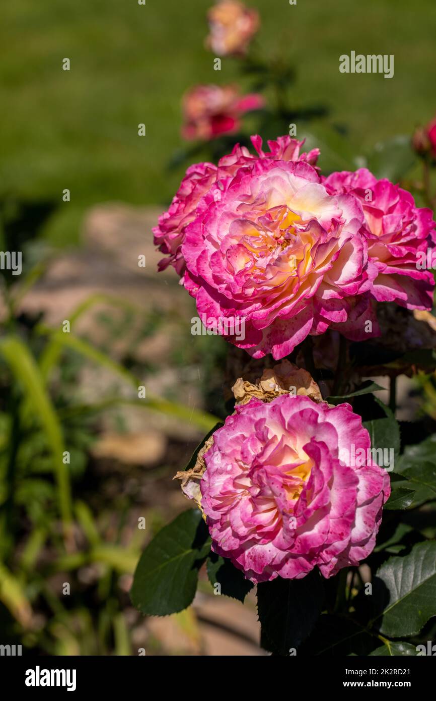 Rote Rosen auf dem Ast im Garten Stockfoto