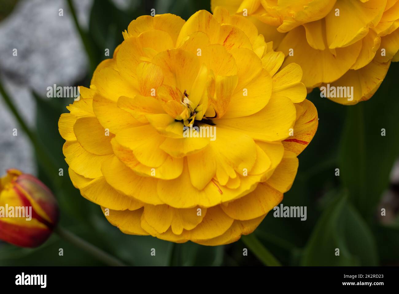 Gelbe Tulpen Blumen blühen im Garten Stockfoto