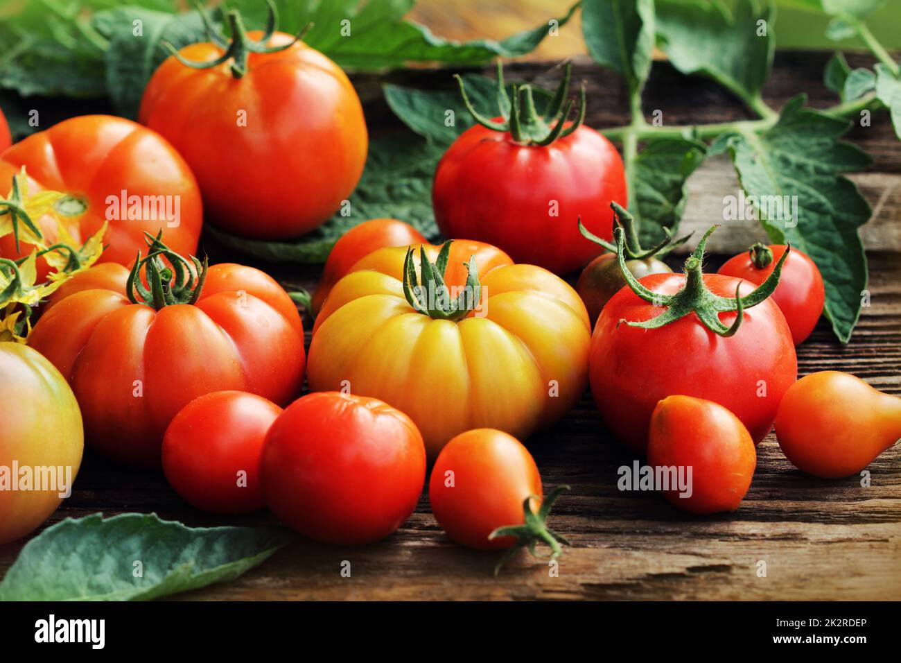 Bunte Tomaten - rot, gelb, Orange. Ernte Gemüse kochen Konzeption. Stockfoto