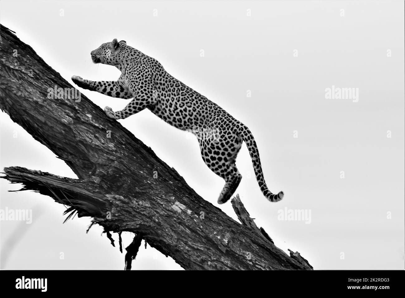 Leopard Stockfoto