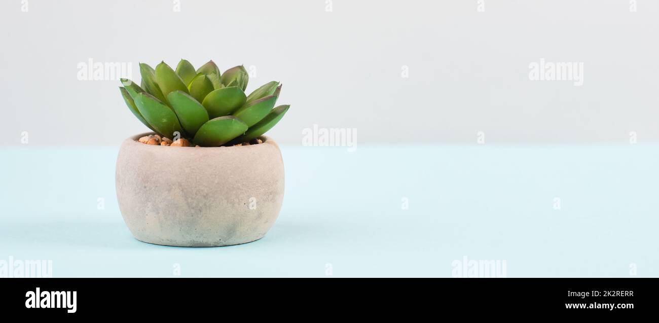 Kaktus in einem Topf auf blauem und grauem Hintergrund, minimalistische Dekoration, Pflanzen am Schreibtisch, Platz für Text, modernes Zuhause Stockfoto
