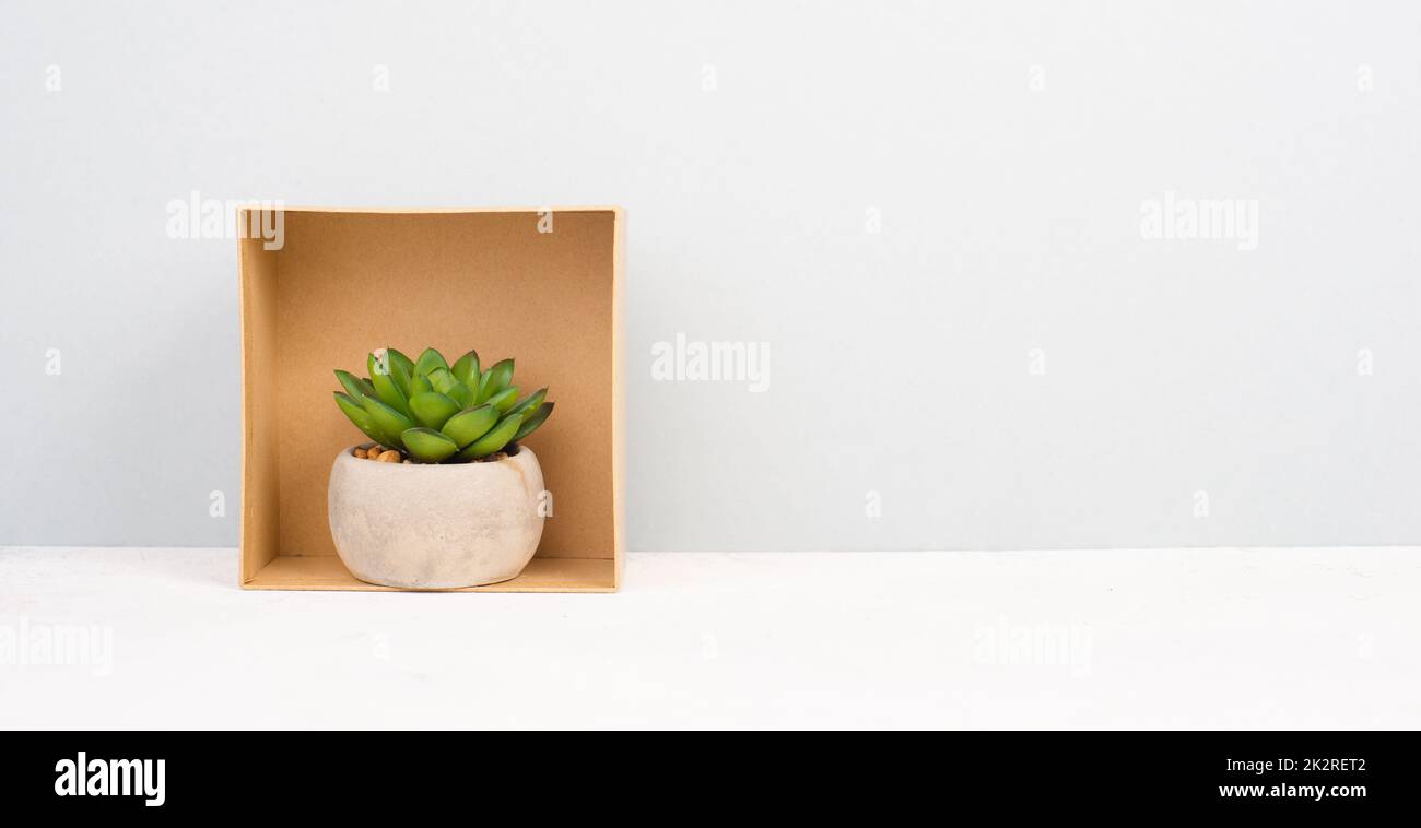 Kaktus in einem Topf auf grauem Hintergrund, minimalistische Dekoration, Pflanzen am Schreibtisch in einer Geschenkbox, Platz für Text kopieren, modernes Zuhause Stockfoto